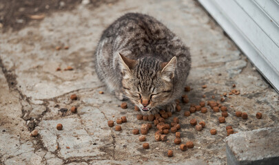 Hungry, lonely young cat has found food and eats with pleasure and greed. Kitten is mongrel. Gray...