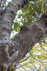 Old jackfruit tree trunk close up