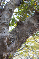 Obraz premium Old jackfruit tree trunk close up