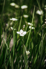 wild small white flowers in dense greenery