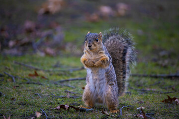 Tree squirrel standing on hind legs with it's paws on it's chest in the park.