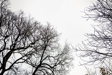 Tree Branch against grey sky
