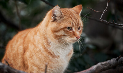 Beautiful red haired young kitten sits and poses in nature. Portrait of lonely red striped street cat with hard fate and scratches on muzzle.