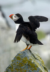 Atlantic Puffin with open wings