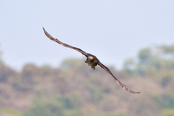 A Great Cormorant bird is making eye contact with the photographer while flying