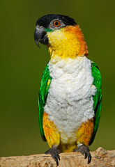 lorikeet parrot