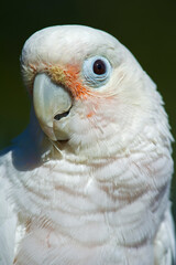 Cockatoo portrait