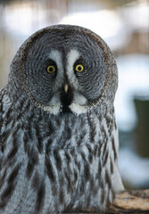 Portrait of great grey owl or Strix nebulosa close up