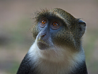 close up of a sykes' monkey