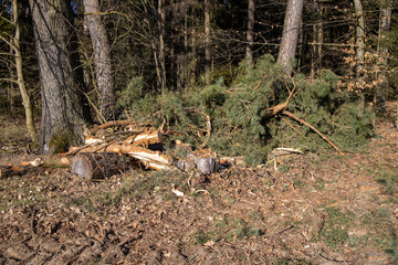 Obraz premium Forest Work