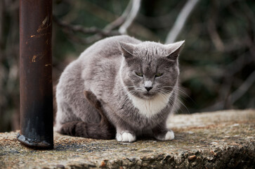Obraz premium Abandoned animal spends time alone in nature and is sad. Beautiful grey cat similar to British breed is sitting on street alone.