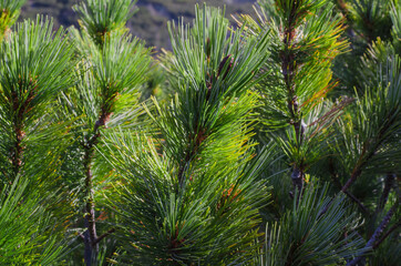 Background from dense green branches of a coniferous tree.