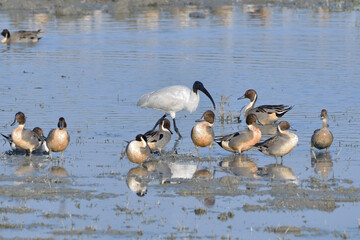 Back Necked Ibis Along With The Flock Of Norther Pintail Ducks