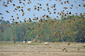 Baya weaver birds are flying over the paddy field