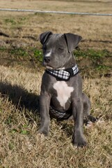 blue pitfall puppy