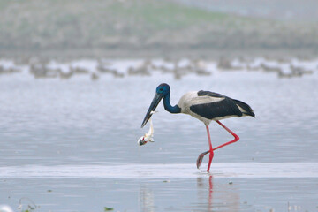 Black Necked Stork Bird Catches A Big Fish In The Wetland