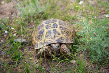 A small yellow turtle on the ground in the grass, small wild flowers grow nearby, summer, cloudy, the turtle looks into the frame