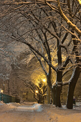 A snow-covered avenue of trees lit by lanterns