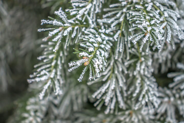 Coniferous tree branches in hoarfrost close-up winter new year mood