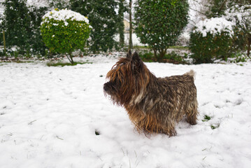 Cairn terrier discovering his garden under the snow