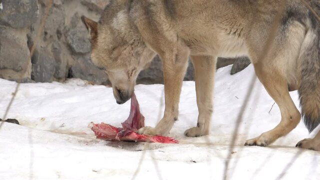 wolf eating meat in the snow