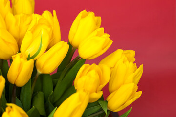 A bouquet of fresh yellow tulips on a red background. Spring flowers. The concept of spring or holiday, March 8, International Women's Day,