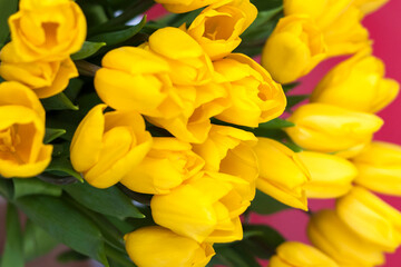 A bouquet of fresh yellow tulips on a red background. Spring flowers. The concept of spring or holiday, March 8, International Women's Day,