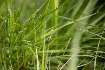 grass with dew drops