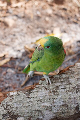 Loro en tronco elegante
