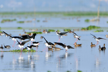 Flock Of Stilt Birds Are Landing On The Wetland