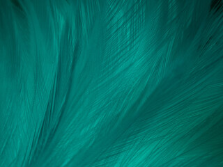 Beautiful abstract blue feathers on white background, black feather texture on blue pattern and blue background, feather wallpaper, blue banners, love theme, valentines day, dark texture