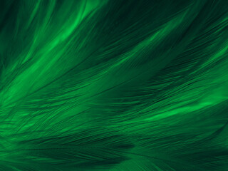 Beautiful abstract yellow and green feathers on dark background, black feather texture on dark pattern and green background, feather wallpaper, love theme, valentines day