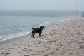 Pies stojący na brzegu morza