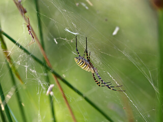 Spider Argiope Trifasciata, in its web, early in the morning, in the place of the black cave, Xativa, Spain.