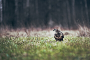 Buzzard on meadow.