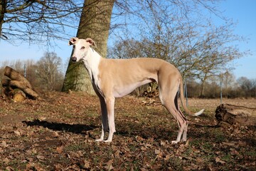 Obraz na płótnie Canvas beautiful brown galgo is standing in the forest at a sunny day