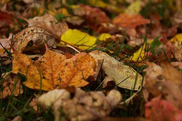 fallen autumn leaves