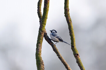 Cinereous Tit Bird Is Hanging On A Tree Branch