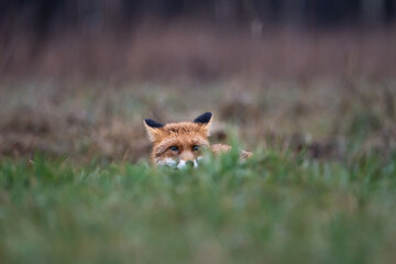 Fox on meadow