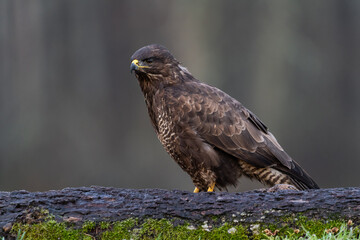 Buzzard on meadow.