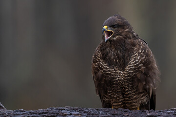 Buzzard on meadow.