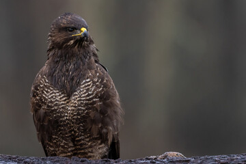 Buzzard on meadow.
