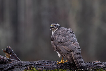 Hawk on meadow.
