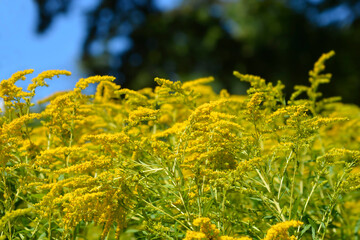 Canadian goldenrod