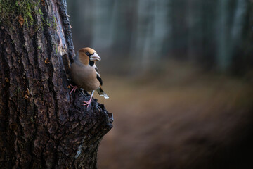 Hawfinch on tree.