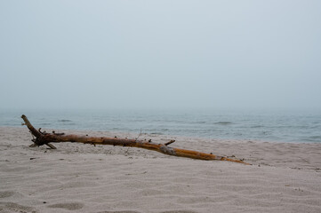 Duży konar leżący na plaży.