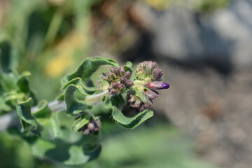 Common bugloss
