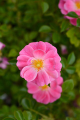 Magic Meidiland Rose