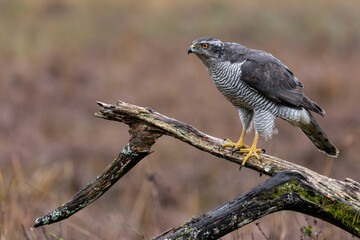Hawk on meadow.