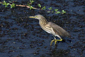 Indian Pond Heron Searching For Prey In The Wetland